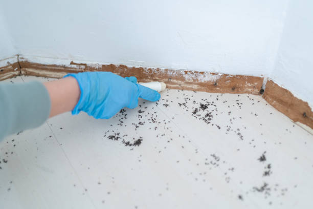 Best Pest Control for Multi-Family Homes  in Mineville, NY